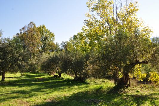 Show & Tell: The Science behind our EVOO